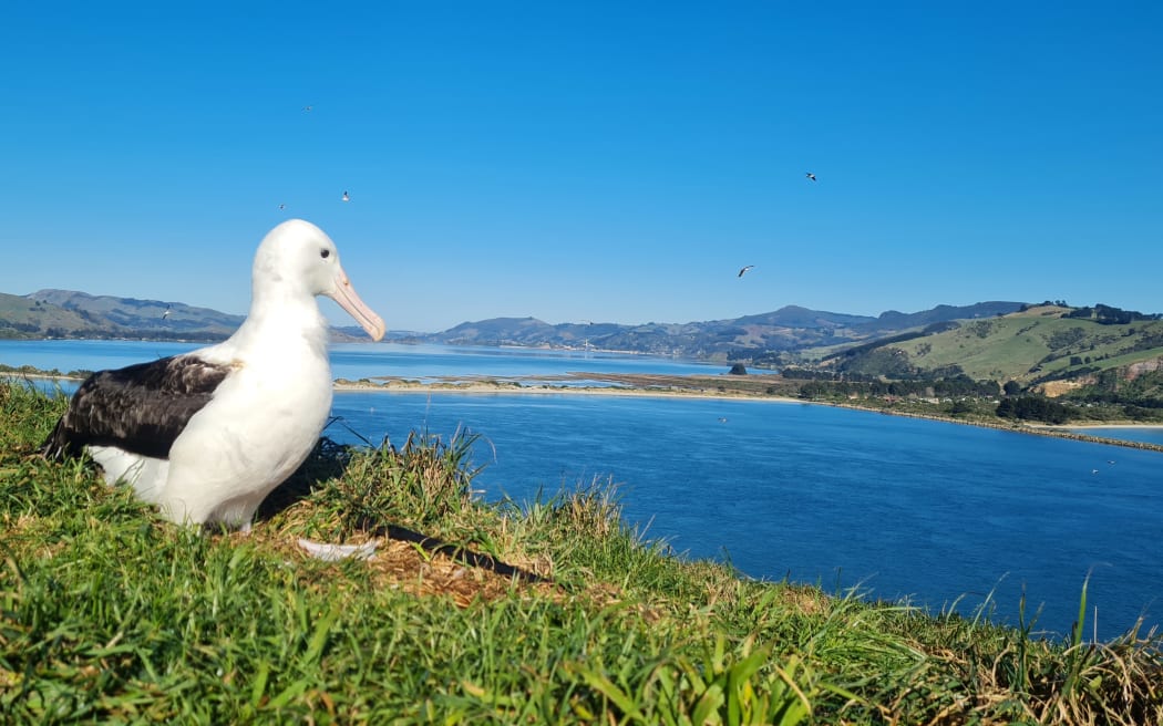 Tiaki before he left the Otago Peninsula last month.