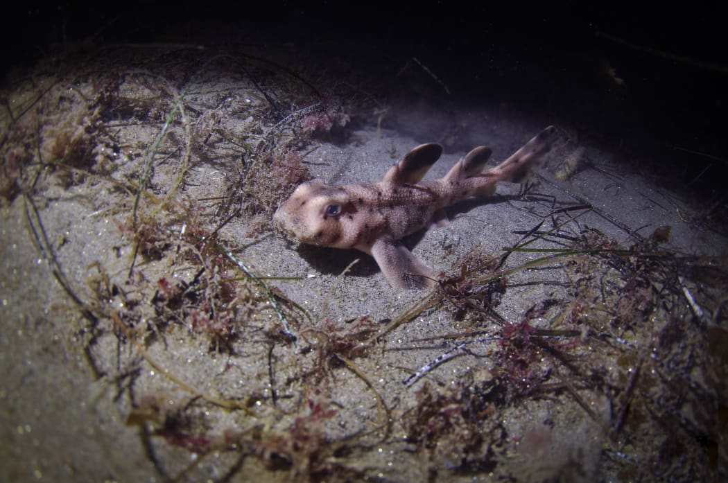 File photo of a horn shark.