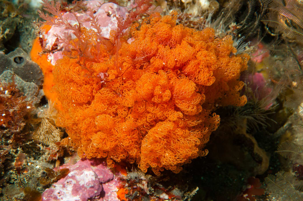 Bryozoans are complex colonies of tiny filter feeders.