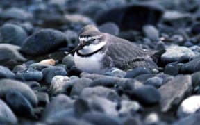 A braided river bird nesting.