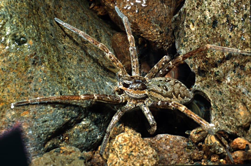 Shady Fishing Spider