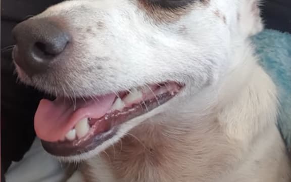 Tabatha was missing for nearly 80 days before being returned to her elderly owner.