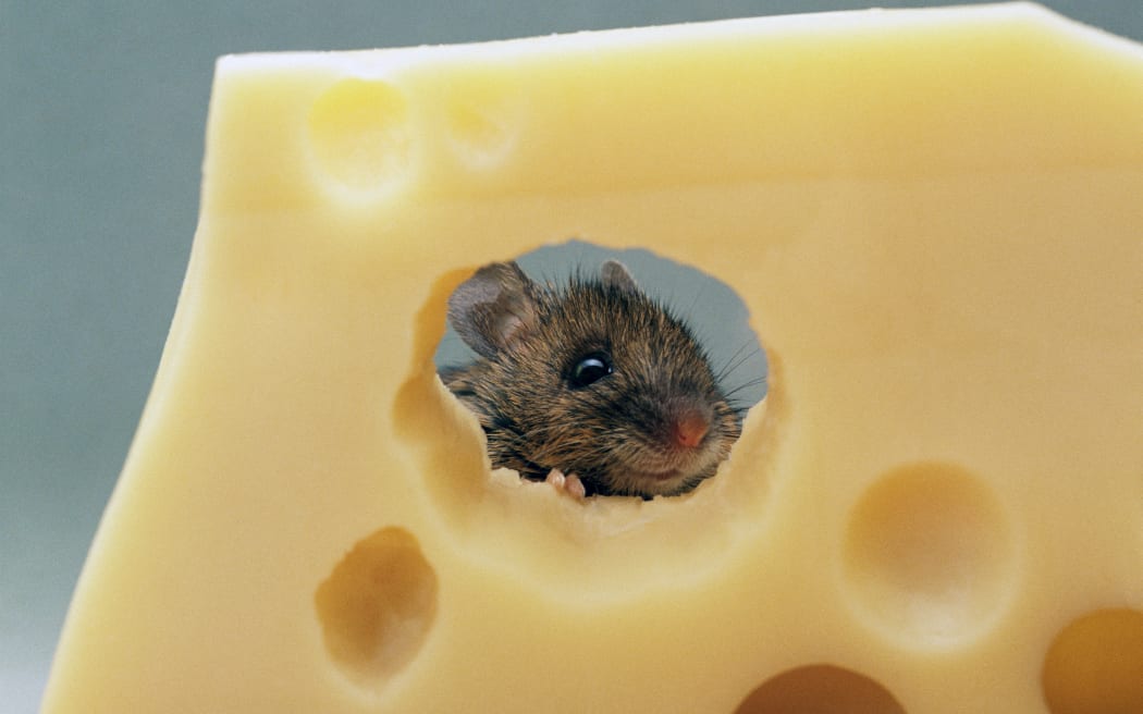 Mouse eating swiss cheese (Photo by HERBERT SPICHTINGER / Image Source / Image Source via AFP)