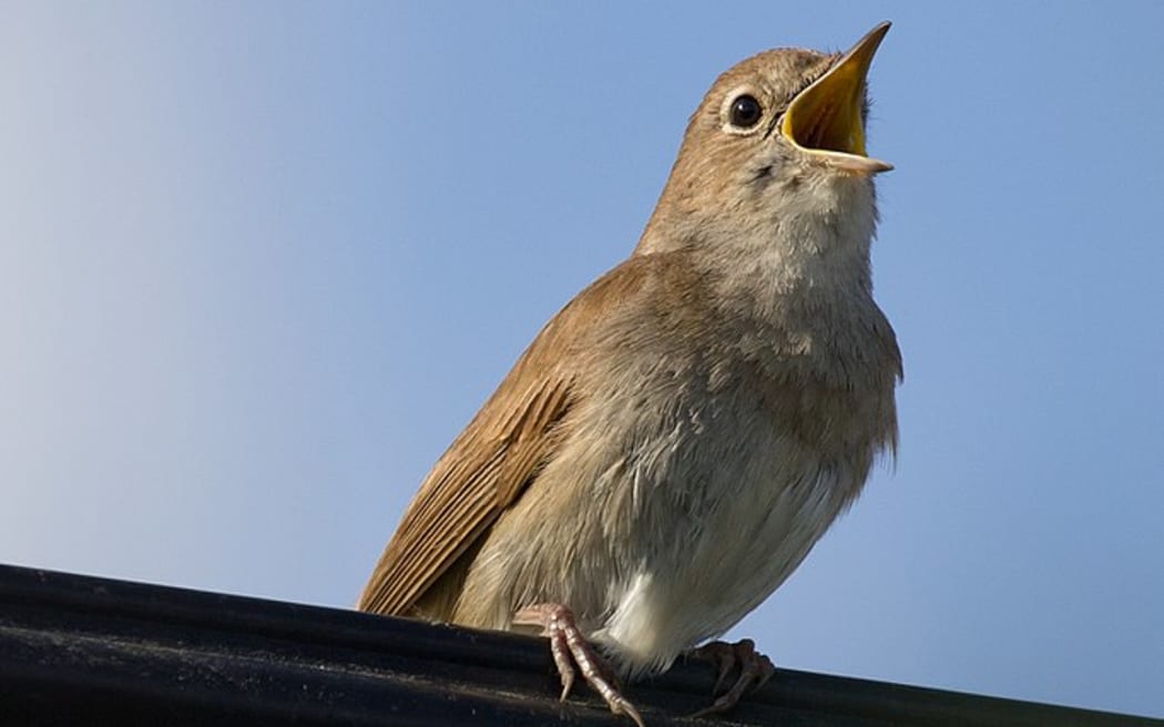 Nightingale