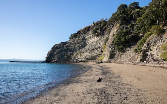 A wily stoat is on the loose on one of Auckland's pest free islands - Motukorea/Browns Island.

 

It was first detected back in March and despite dozens of traps and cameras being set up, it's so far proven elusive.