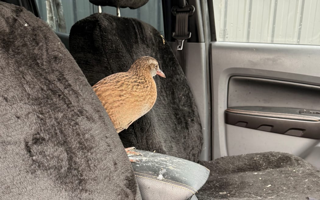 Ranger the weka left behind plenty of mess in the ute.