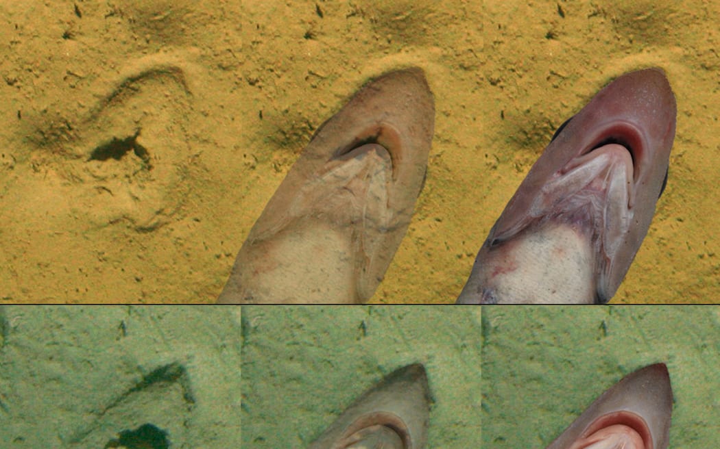 NIWA scientists have discovered cryptic deepsea markings match the mouths of grenadiers.