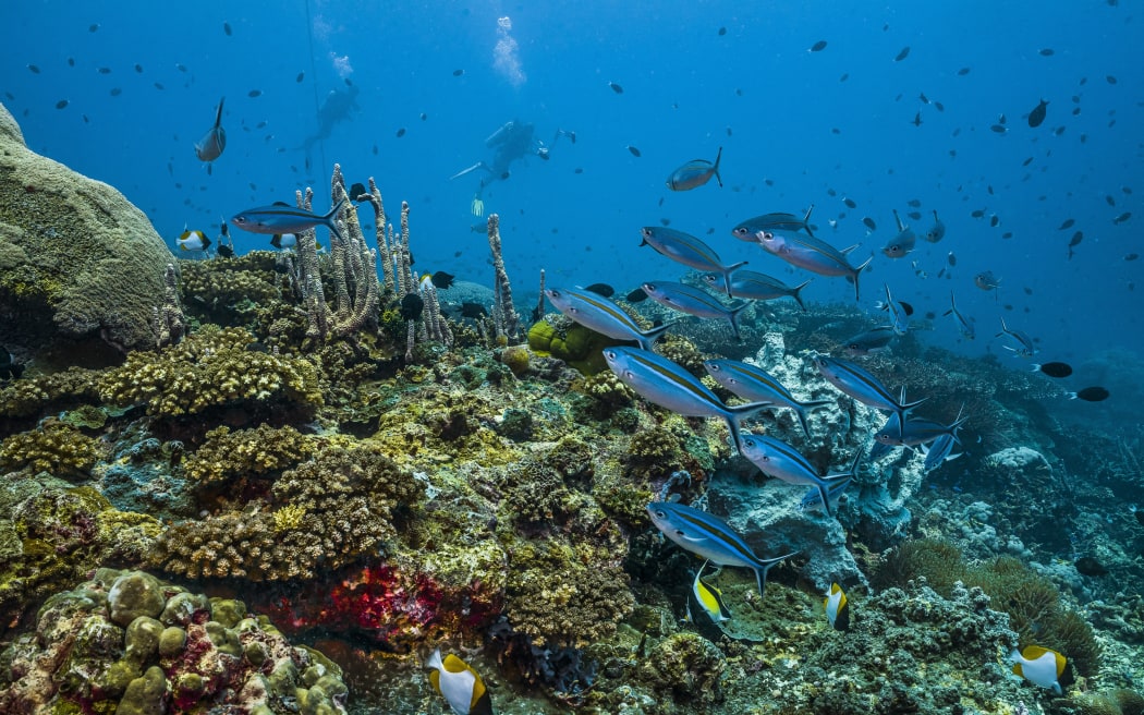 Tara Pacific expedition, November 2017. Inglis Shoal seamount, Kimbe Bay, Papua New Guinea, Marine life on a partly bleached reef crest. Fusiliers and other reef fish.