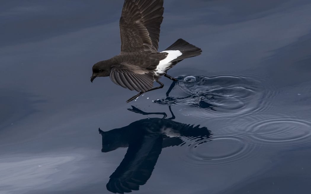 New Zealand storm petrel.