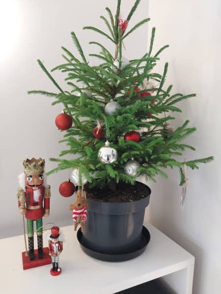 Alex Lines' Norway spruce from Tree Shepherds.