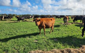 After 36mm of rain in the last week, pastures are already looking lush and green again.