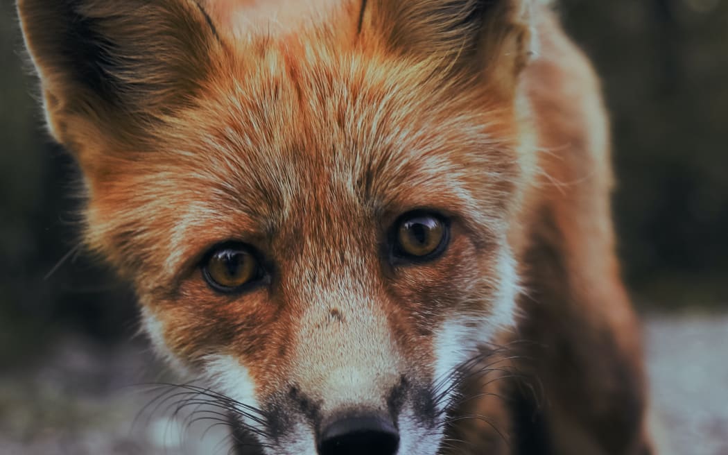 fox