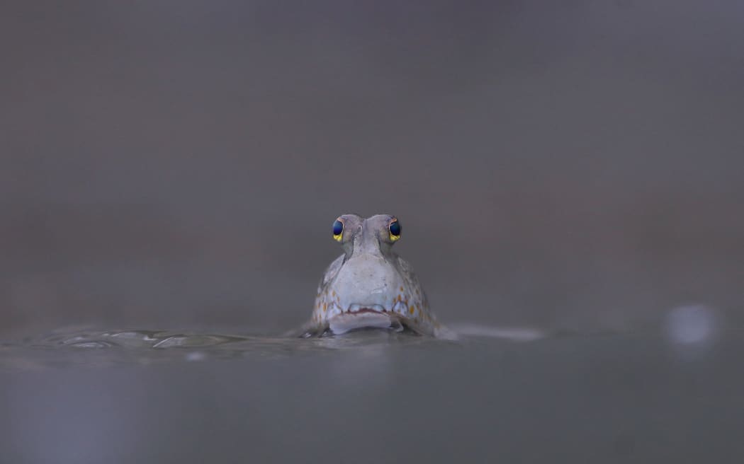 An image from the Mangrove Photography Awards, run by the Mangrove Action Project.