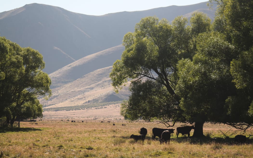 Molesworth Station