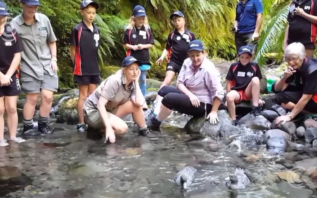 Taranaki whio back from the brink: RNZ Checkpoint