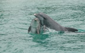 Photo by Brookfield Zoo Chicago's Sarasota Dolphin Research Program, taken under NMFS MMPA Scientific Research Permit.