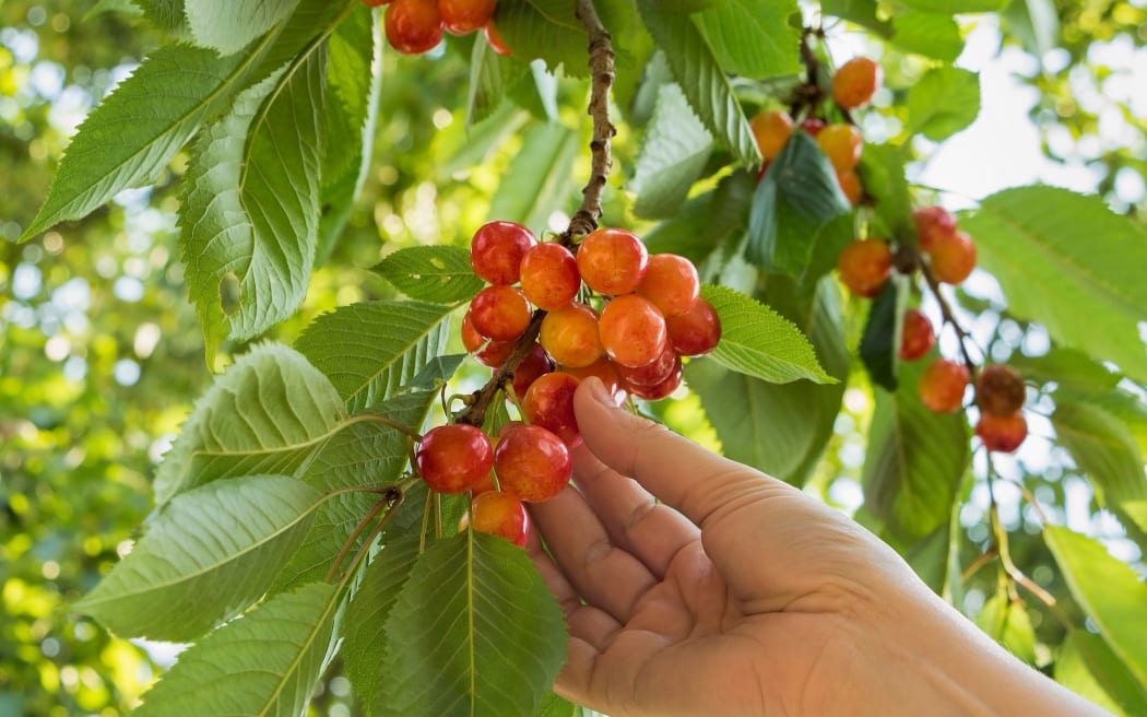 Woman hand picking  juicy cherry in summer.