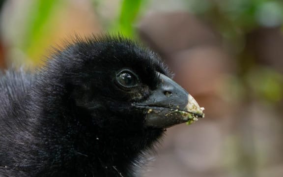 Takahē are a threatened, nationally vulnerable bird, with an estimated population of around 500.