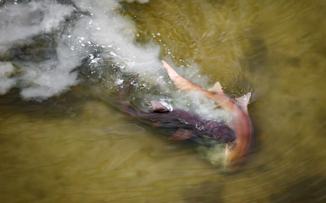 Una imagen de los Mangrove Photography Awards, organizados por Mangrove Action Project.