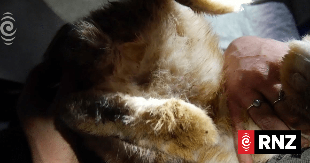 75 neglected rabbits rescued - calls for tighter regulations | RNZ