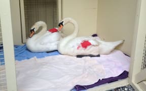Samantha, left, and Samuel with their bandaged wings.