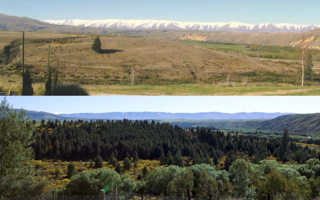 Two images on top of each other, showing the same view 19 years apart. The top image is older, and shows a rugged Central Otago plain with one tall pine tree. The image below shows the same plain consumed by pines, now a deep green.