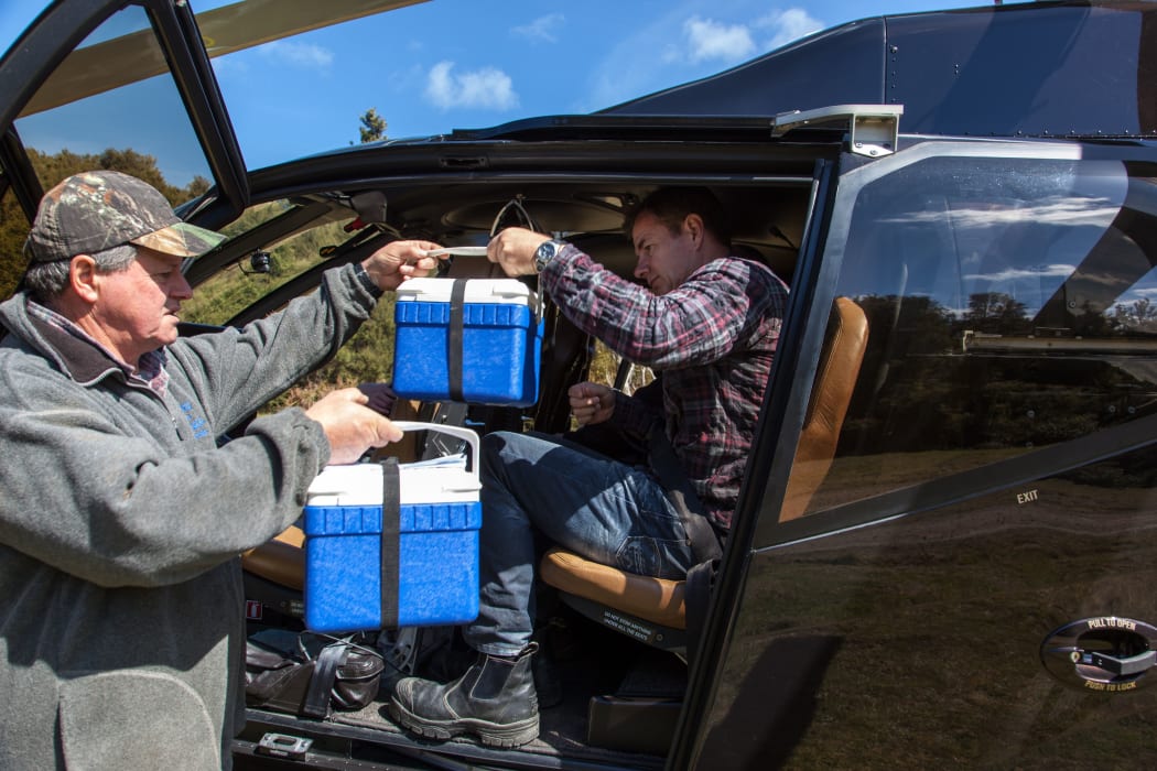 Barry Crene handing some eggs from birds monitored as part of the Maungataniwha Kiwi Programme to Forest Lifeforce Restoration Trust Chairman Simon Hall (right), for helicopter transport out of the bush to the National Kiwi Hatchery in Rotorua.