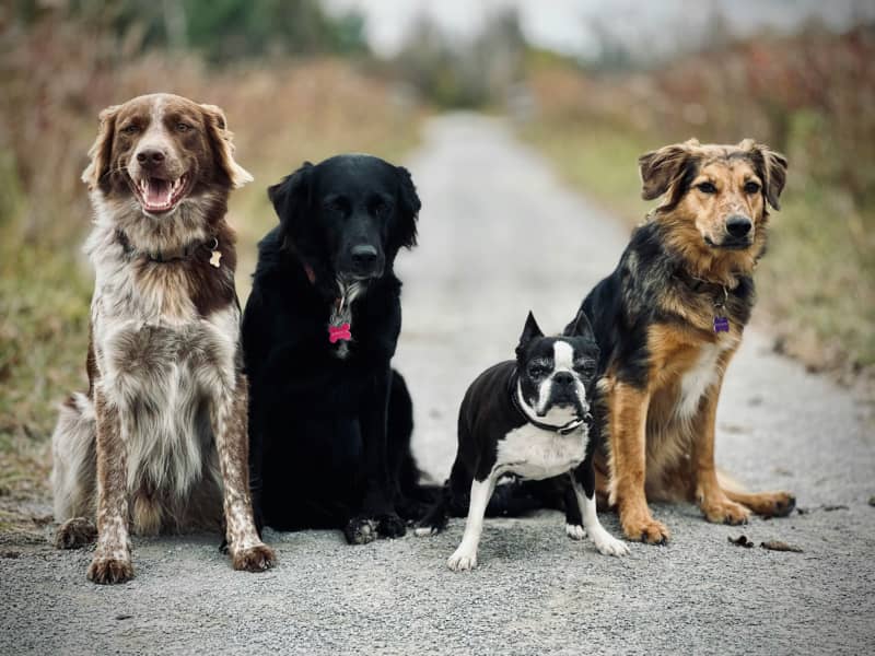 Four dogs of different breeds sit side by side on a road.