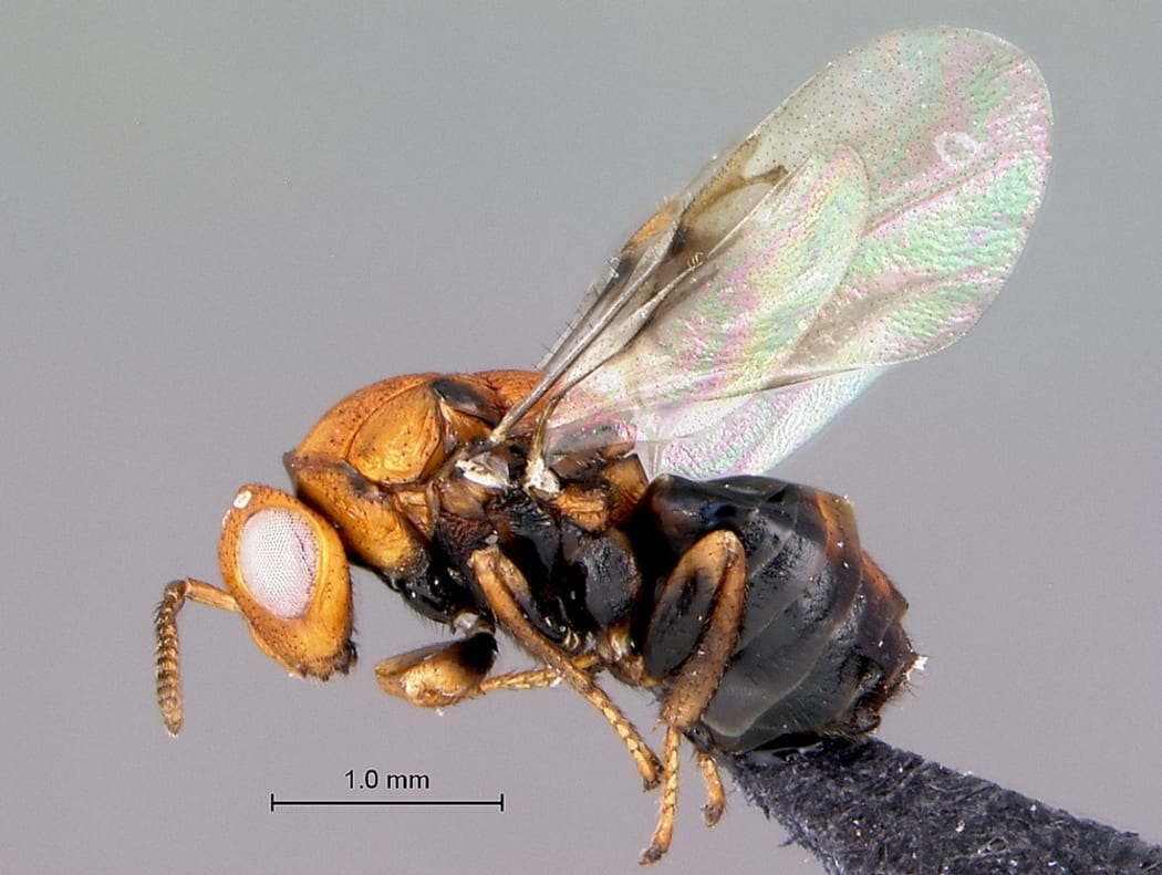 Trichilogaster acaciaelongifoliae - an Australian bud-galling wasp.