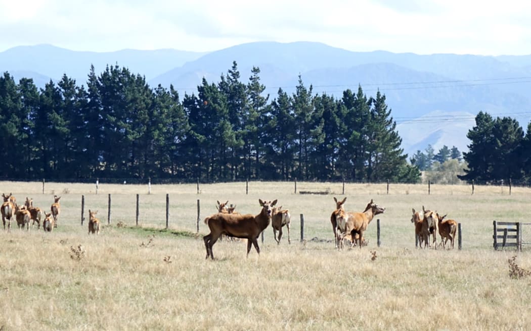Farmed deer in central Hawke's Bay.