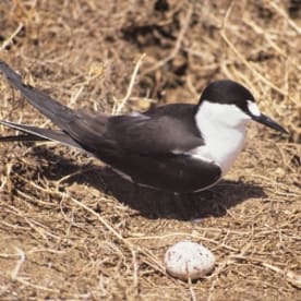 Photo for Sooty tern