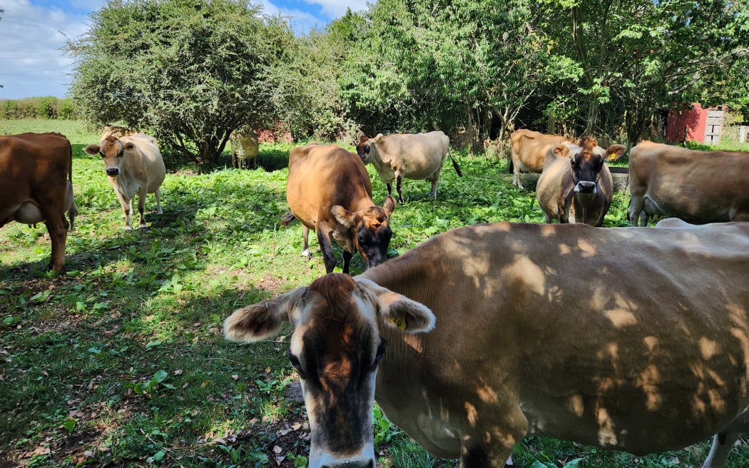 A herd of Jersey cows
