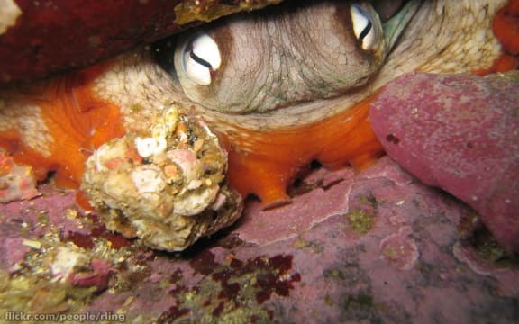 A Gloomy Octopus (Octopus tetricus) in a rocky crevice. Bass Point, Shellharbour, NSW