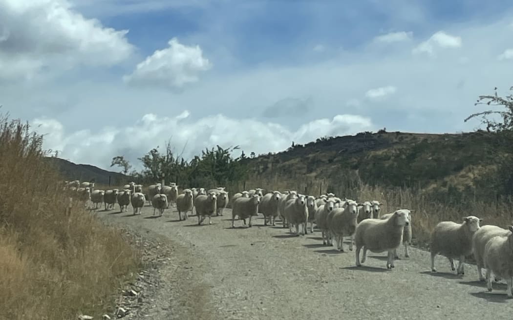 Sheep muster St Bathans