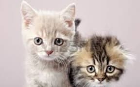 kittens