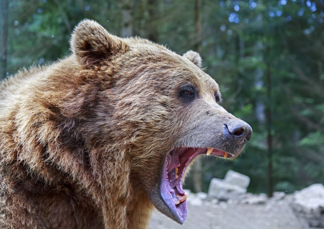 Brown bear with open mouth portrait in Carpathian mountains, Ukraine
