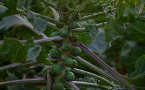 Brussels sprout plant