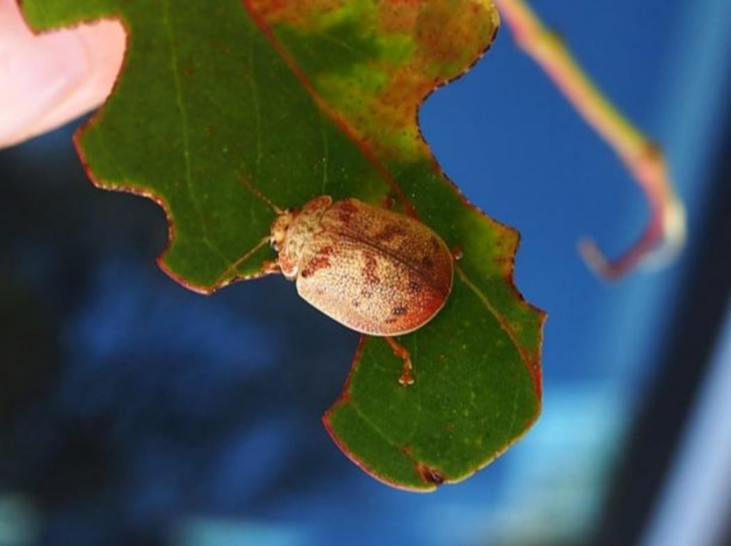 An adult Paropsis charybdis beetle on Eucalyptus foliage.