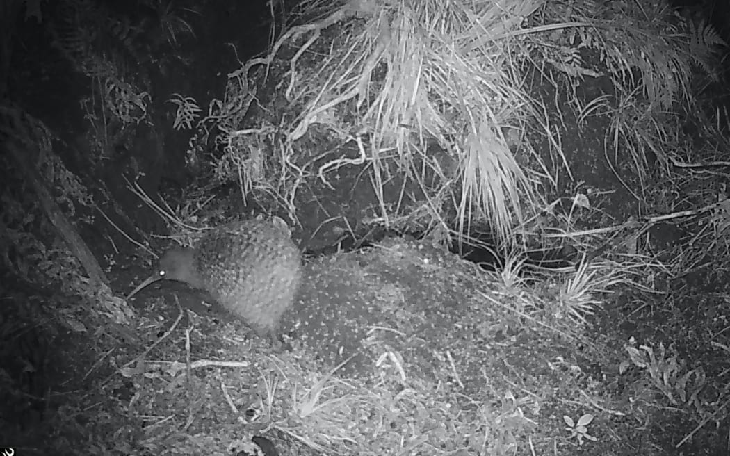 A great spotted kiwi in Golden Bay