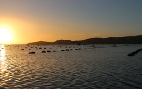 Big Glory Bay's waters are peppered with black buoys, marking the oyster and mussel farms there.