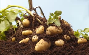 Potatoes