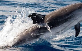 Dolphin