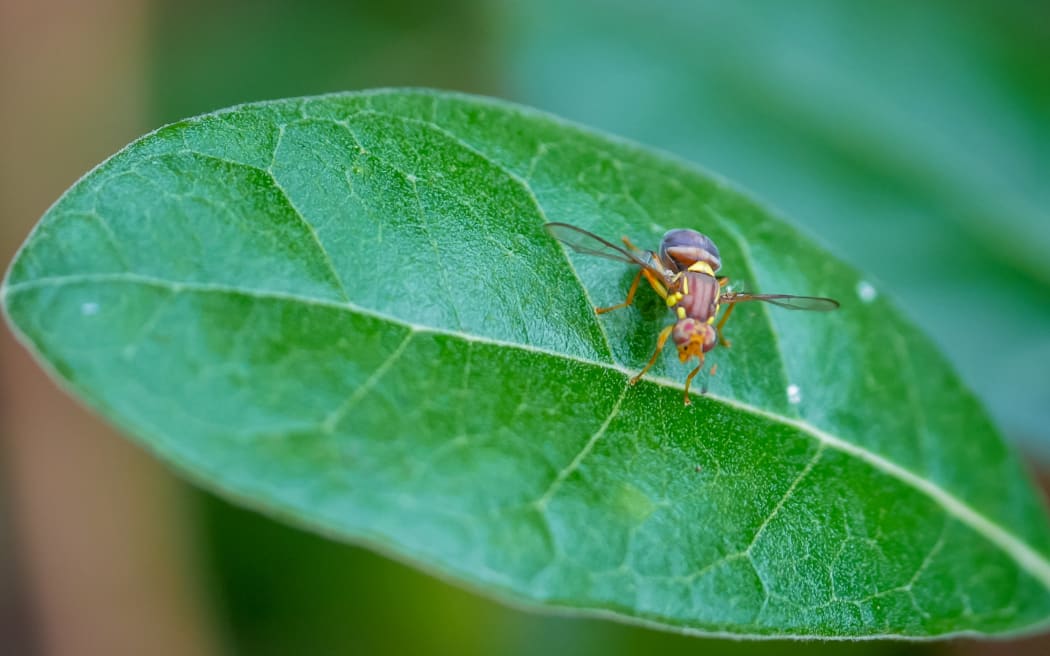 close up shot of a queensland fruit fly on a feijoa leaf. The qld fruit fly is a serious agricultural pest causing millions of dollars of damage every year