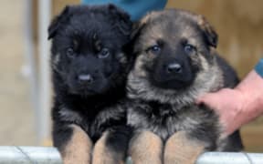 puppies