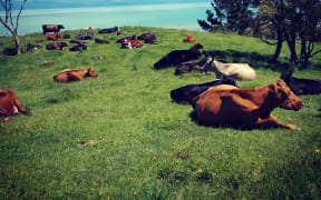 A hilltop dairy herd.