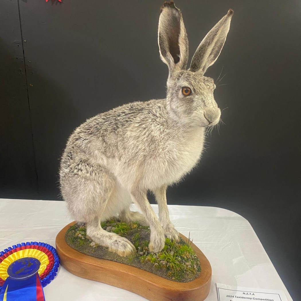 Pearson's European brown hare won the Best Small Mammal award in the Masters division.