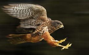 NZ falcon / kārearea in flight