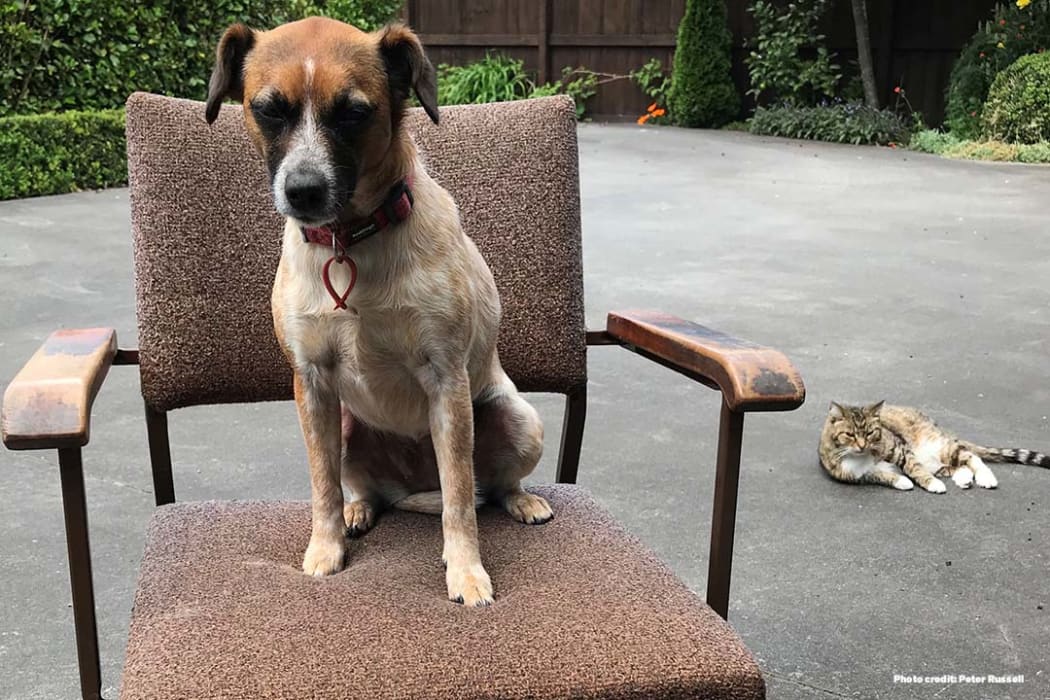 A dog on a chair with a cat behind her.