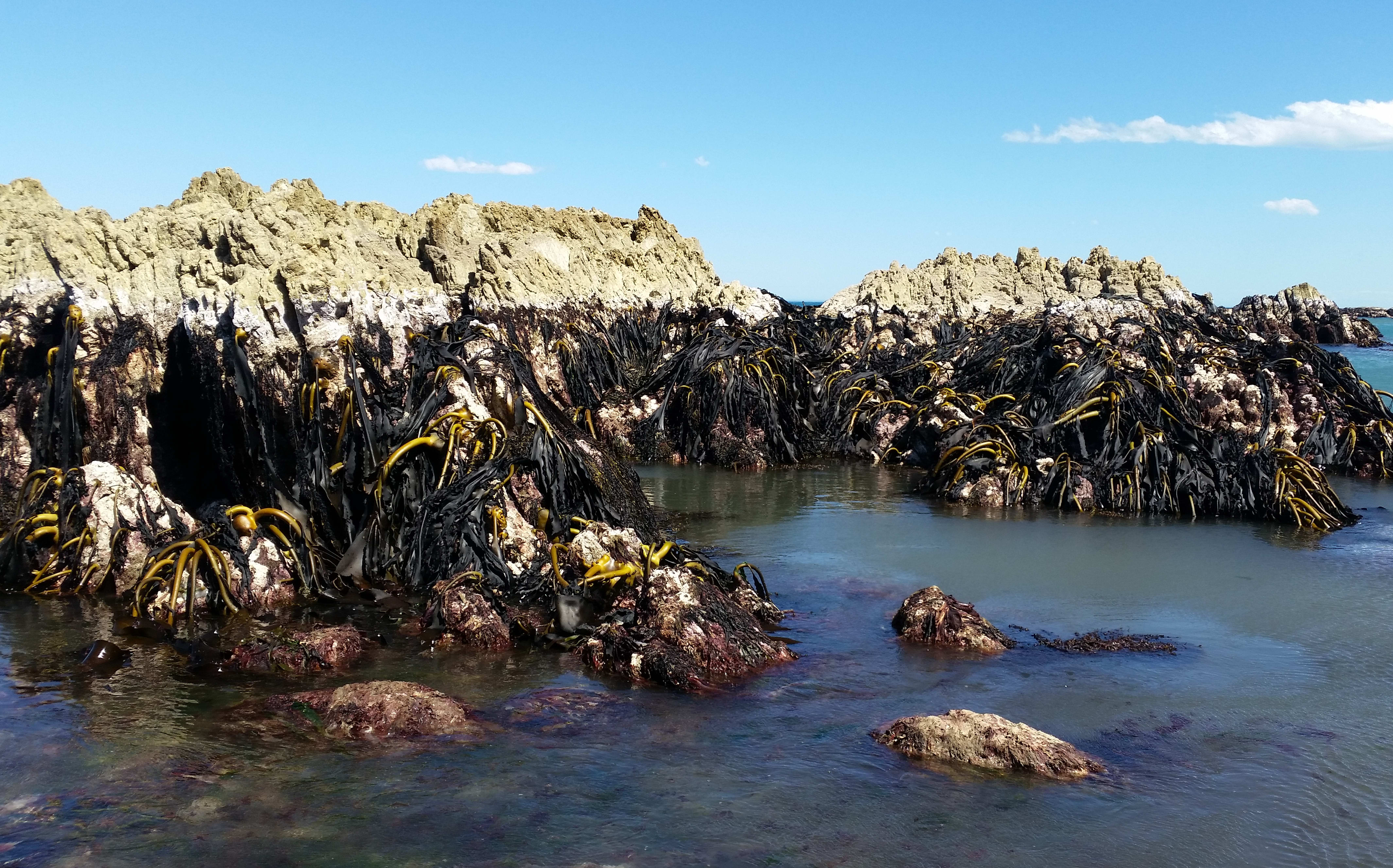 On Ward beach, the coastal rock shelf was raised by the force of the quake. Local fishermen estimated the rock shelf was 2m higher.