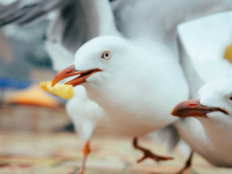 A seagull grabs a hot chip from a table.